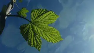 Голос Земли . . . / The voice of the Earth . . . .
