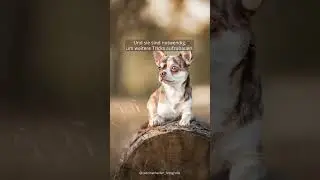 SO wird dein Hund zum PERFEKTEN HUNDEMODEL - BASICS TEIL 1 