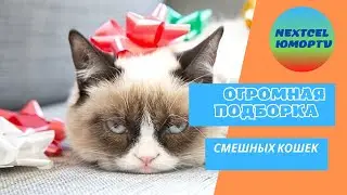 Огромная подборка  смешных кошек
