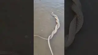 cobra 🆚 cobra fight video