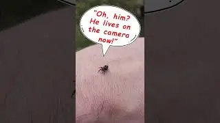 Why photographing Jumping Spiders is Hard!  #macrophotography  #insectphotography  #spider #funny