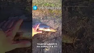 Желаю всем таких хариусов! 
