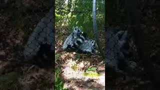 ring tailed lemur at the john ball zoo 