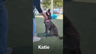 Highlight reel of adoptable dogs!