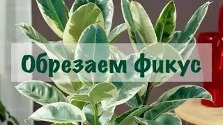 Как обрезать фикус