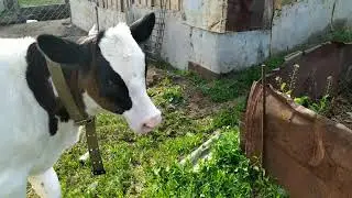 Денег хватило на банку краски...