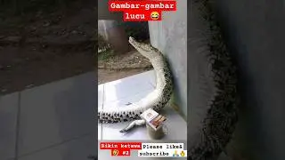 Gambar-gambar lucu bikin ketawa 2 #shorts #short #shortvideo