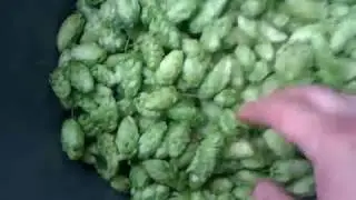 Обрываю хмель, для домашнего пивоварения