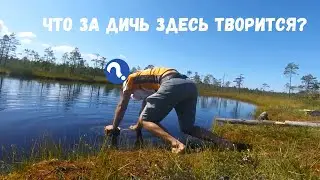 Делаем мостик на болотном озере. Оборудование мочажины для купания.