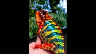 CAMALEON ROJO #lagarto #reptiles