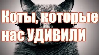 30 котов которые всех удивили