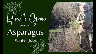 How to grow asparagus - jobs for winter