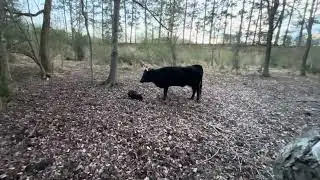 The Bandit has hit the ground!