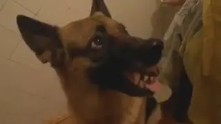 Как приструнить пса)))))