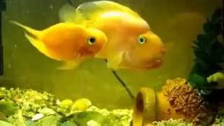 Aquarium fish. Fish parrot.