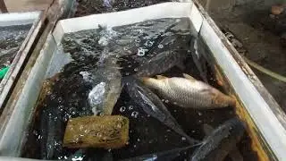 Urgench fish market 26.06.2022.