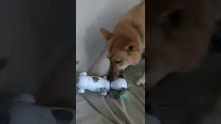 Alex gets robot puppy