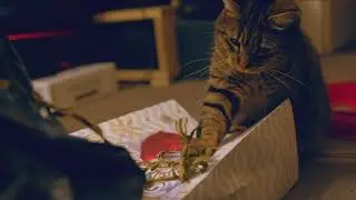 14 Bit RAW Test WITH CAT