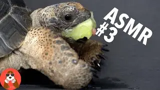 ASMR #3 Baby Giant Tortoise / Turtle Eating Cucumber vol. 1| Animal ASMR | 4K |