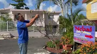 Preparando el arbol de melocoton para que de fruto en el tropico.