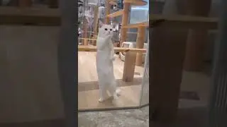Meow..  See Tinh Dance