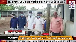 માળીયાહાટીના ના તાલુકામા પશુઓમાં લમપી વાયરસ નો ફેલાવો થયો છે