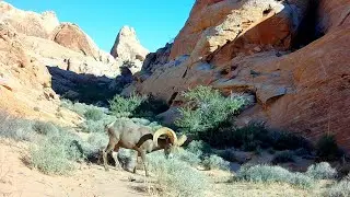 Desert Bighorn Sheep