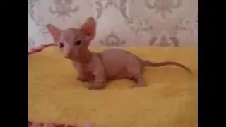 Смешные котики! Милашка!!! Бамбино BAMBINO