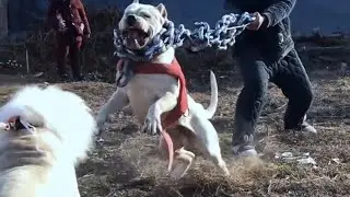 Beautiful Strong Dogo Argentino