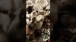 Котята свободны.