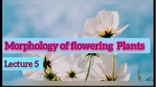 Morphology of flowering plants