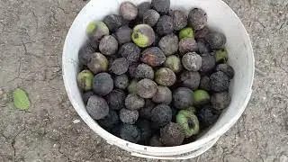 В Манае осень, грецкий орех не радует который год.