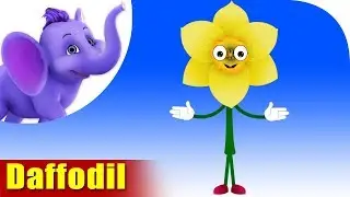 Daffodil | Flower Song | 4K | Appu Series