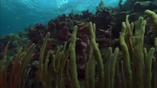 Копия видео 