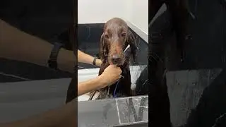 Irish Setter Is So Sweet!