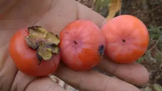 Hodge Podge Permaculture