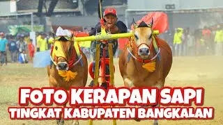 FOTO KERAPAN SAPI TINGKAT KABUPATEN BANGKALAN TERBAIK !!