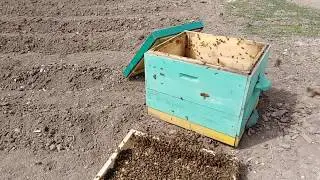 Как исправить ТРУТОВКУ???Пчеловодство 2020/ Beekeeping