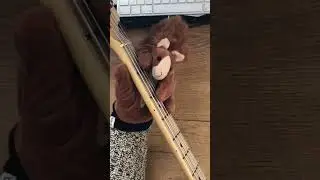#basssquirrel plays @bobross_thejoyofpainting Theme „Interlude“ by Larry Owens. Original bassline?