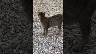 Look who’s there?🐈‍⬛