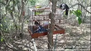 Whoever gets the one in the cage is him...