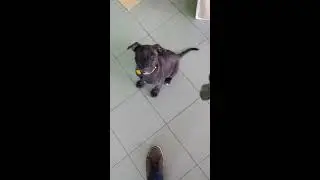 Zranený diviak sa skrýva pred agresívnym psom