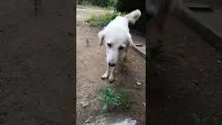 Dog#short#video#