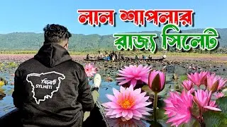 লাল শাপলার বিল || জৈন্তাপুর সিলেট || সুন্দর একটি শীতের সকাল ||  JUBED TALUKDAR