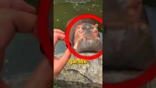 Hippopotamus eating grapes! 🍇