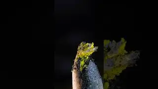 Crushing A Charred Pencil: Intense Destruction! Part II