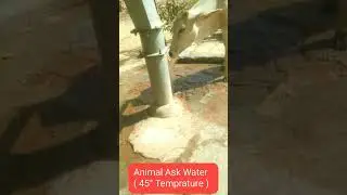 Animals Ask water 🙏🙏🤗🤗 