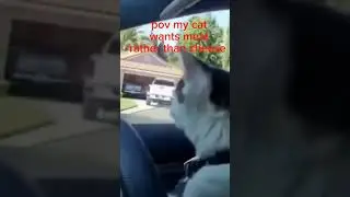 my cat want meat help aaaa! 