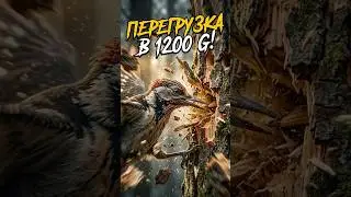Птица, которая испытывает перегрузку в 1200g и не дохнет! 🤯