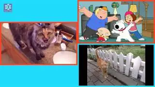Cats Meowing FAMILY GUY THEME SONG (A cappella)